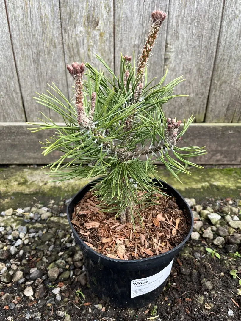 Dwarf Mountain Pine 'Mops' 10/20cm (2L)