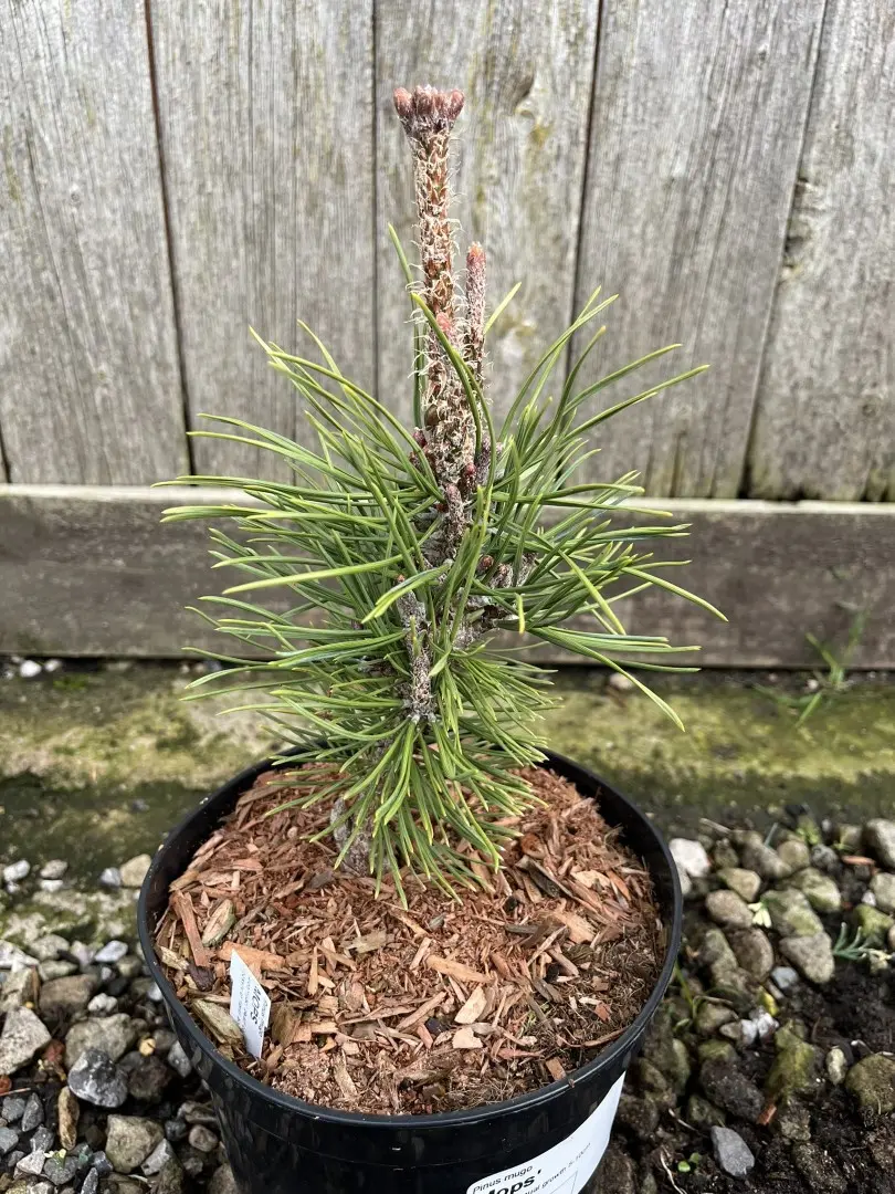 Dwarf Mountain Pine 'Mops' 10/20cm (2L) - Image 2