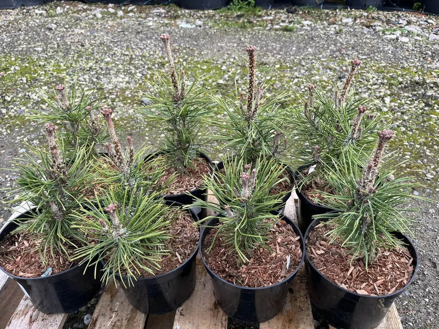 Dwarf Mountain Pine 'Mops' 10/20cm (2L) - Image 6