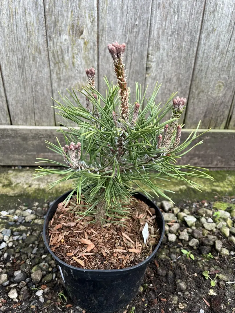Dwarf Mountain Pine 'Mops' 10/20cm (2L) - Image 4