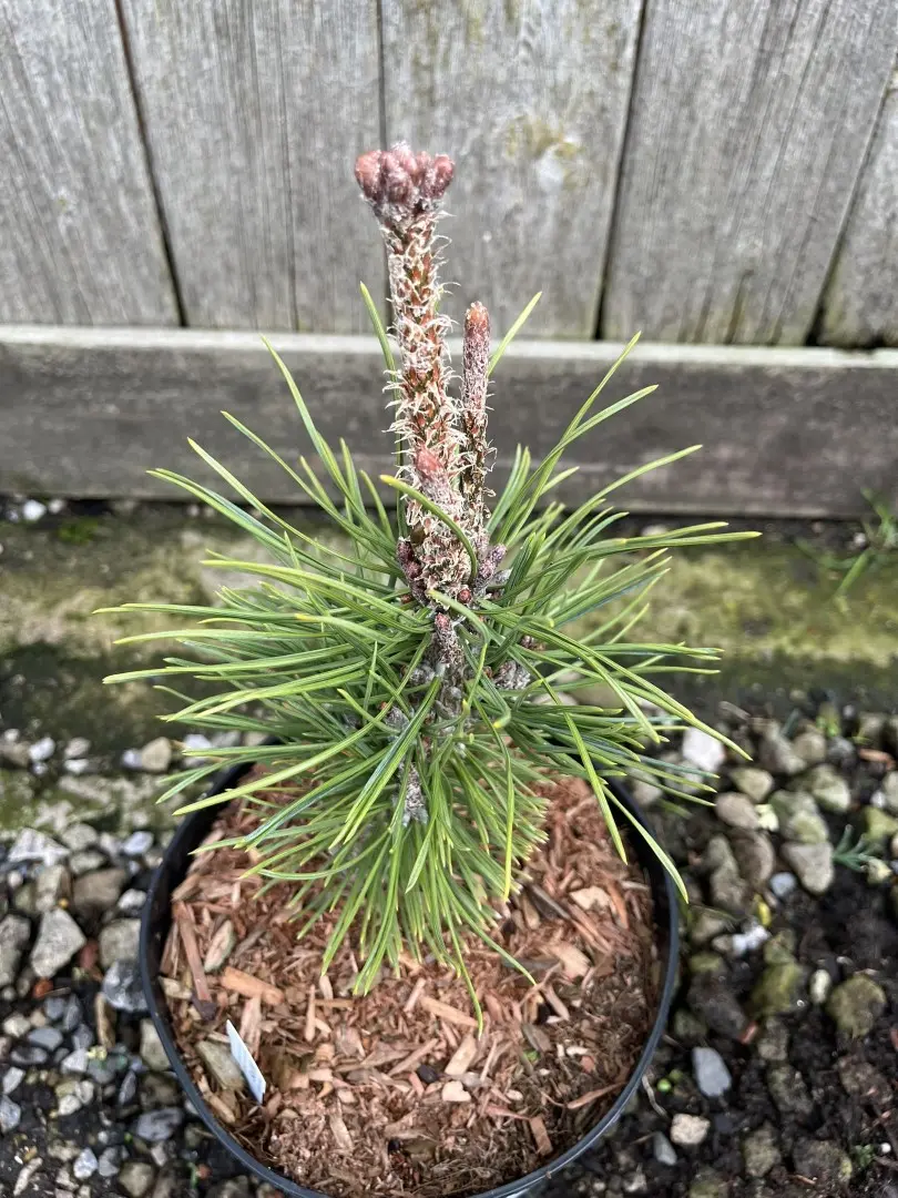 Dwarf Mountain Pine 'Mops' 10/20cm (2L) - Image 3