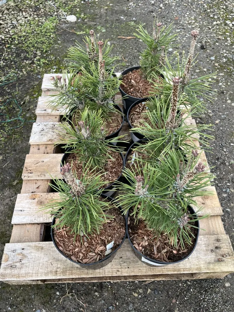Dwarf Mountain Pine 'Mops' 10/20cm (2L) - Image 5