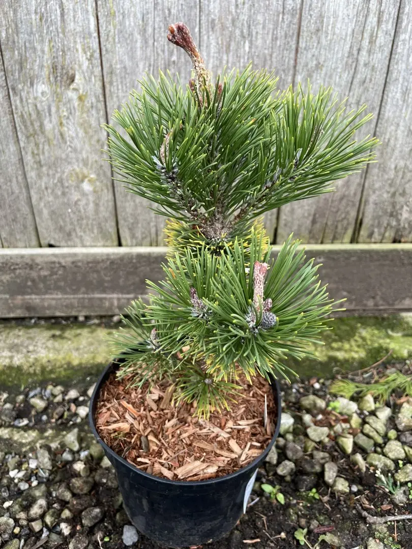 Dwarf Mountain Pine 'Palmeter' 20/30cm (2L)