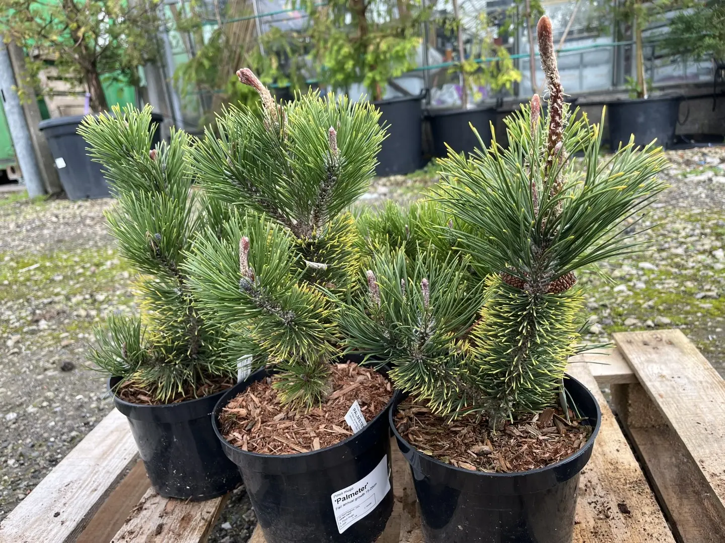 Dwarf Mountain Pine 'Palmeter' 20/30cm (2L) - Image 3