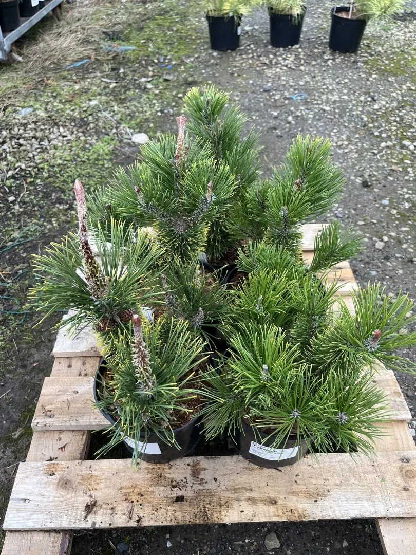 Dwarf Mountain Pine 'Palmeter' 20/30cm (2L) - Image 2