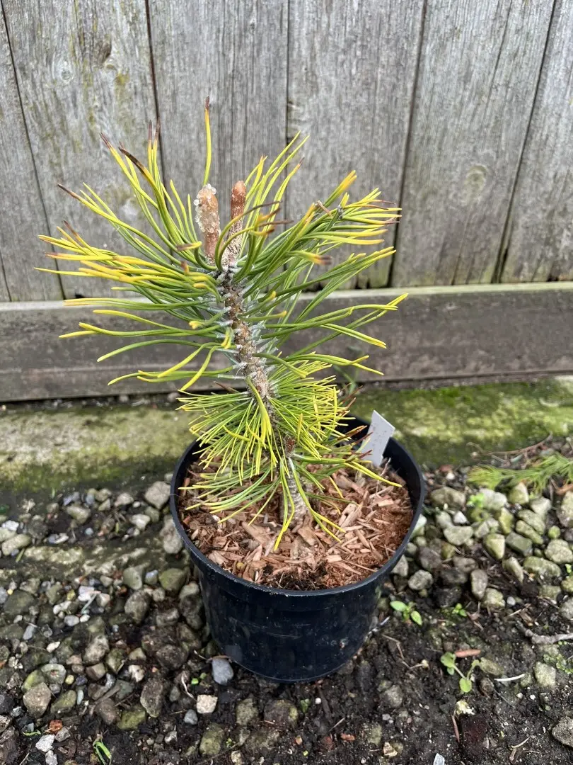 Dwarf Mountain Pine 'Zundert' 10/20cm (2L) - Image 5