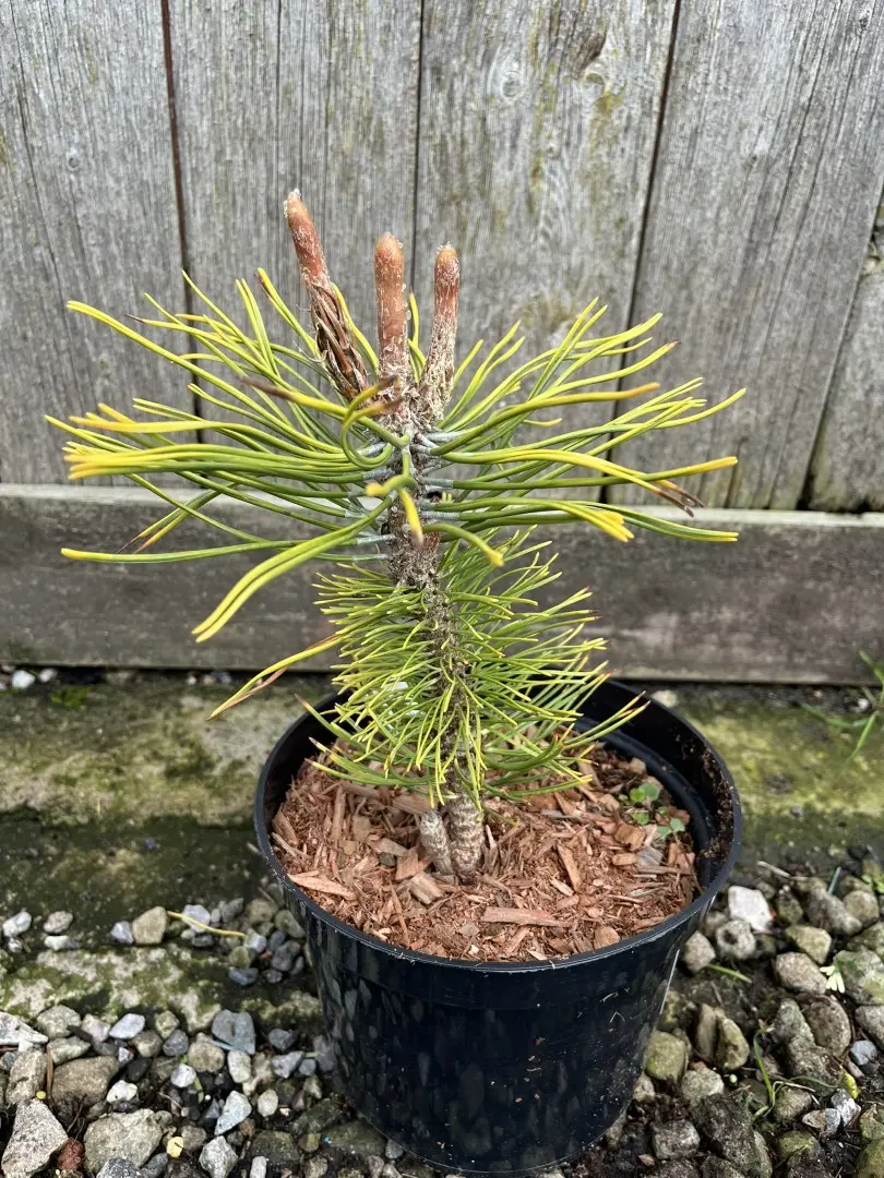Dwarf Mountain Pine 'Zundert' 10/20cm (2L) - Image 6