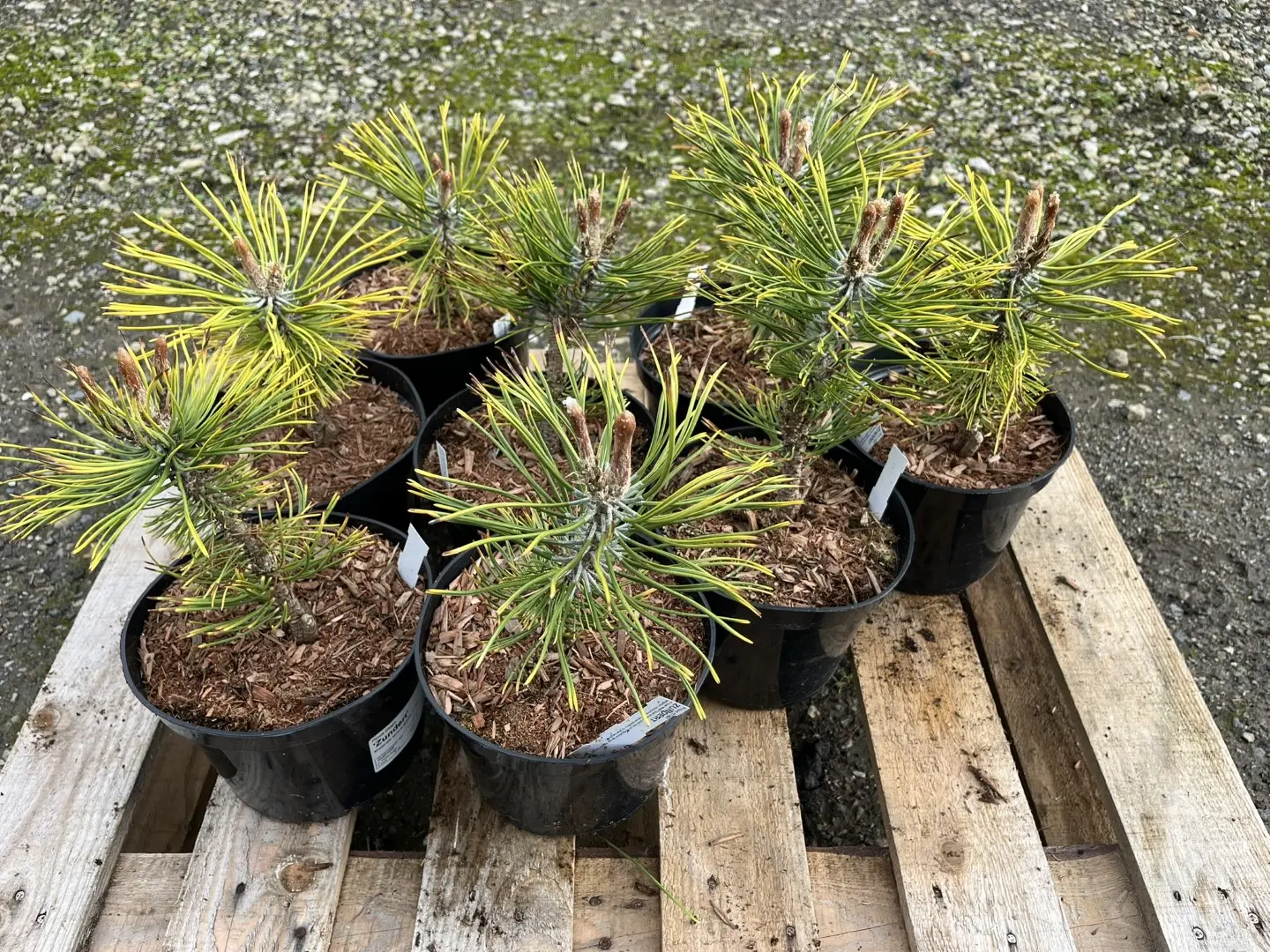 Dwarf Mountain Pine 'Zundert' 10/20cm (2L) - Image 7