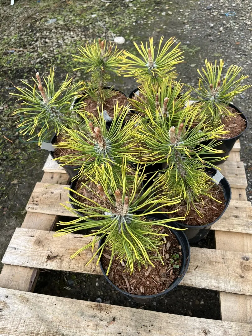 Dwarf Mountain Pine 'Zundert' 10/20cm (2L) - Image 8