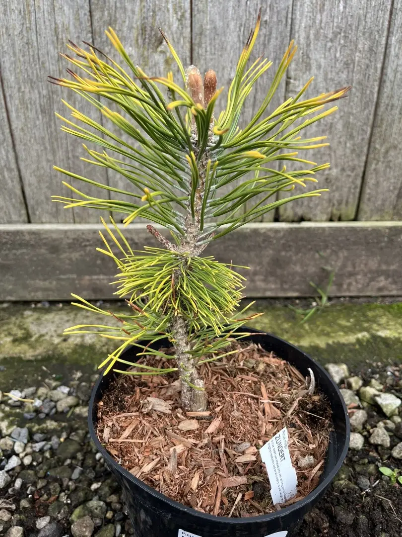 Dwarf Mountain Pine 'Zundert' 10/20cm (2L)