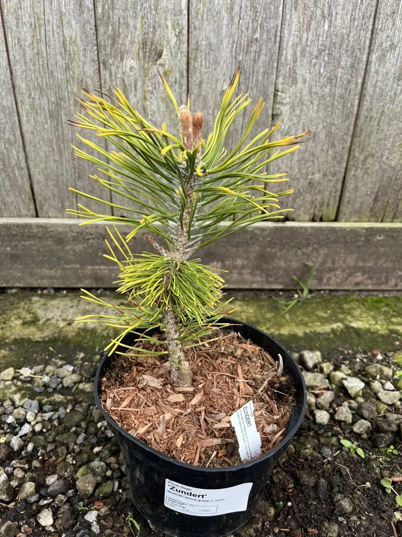 Dwarf Mountain Pine 'Zundert' 10/20cm (2L) - Image 3