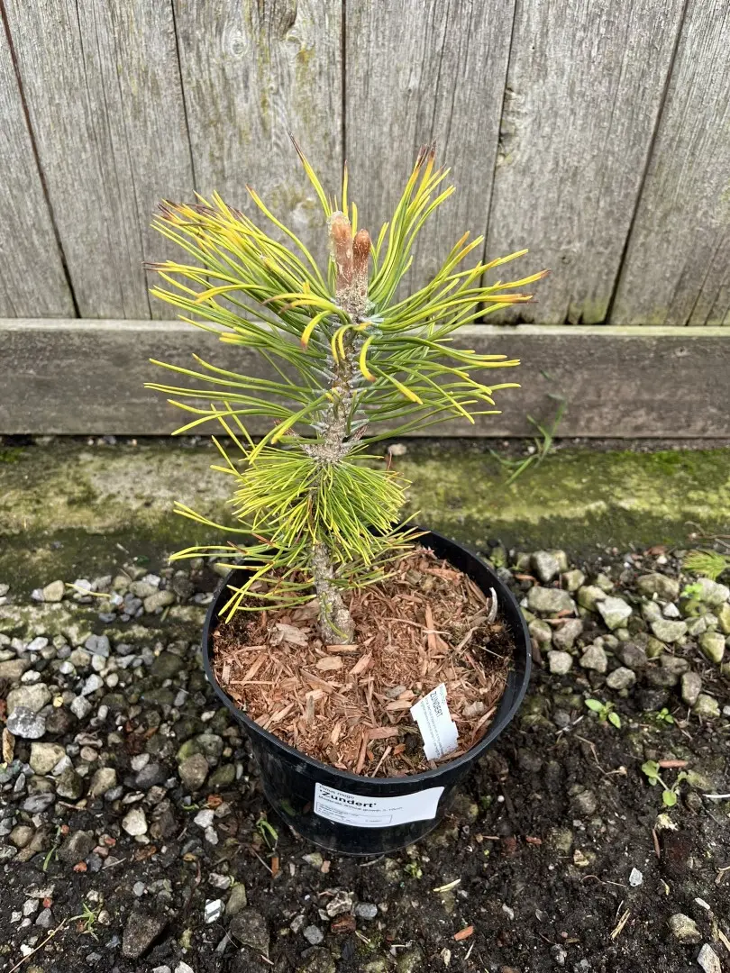 Dwarf Mountain Pine 'Zundert' 10/20cm (2L) - Image 4