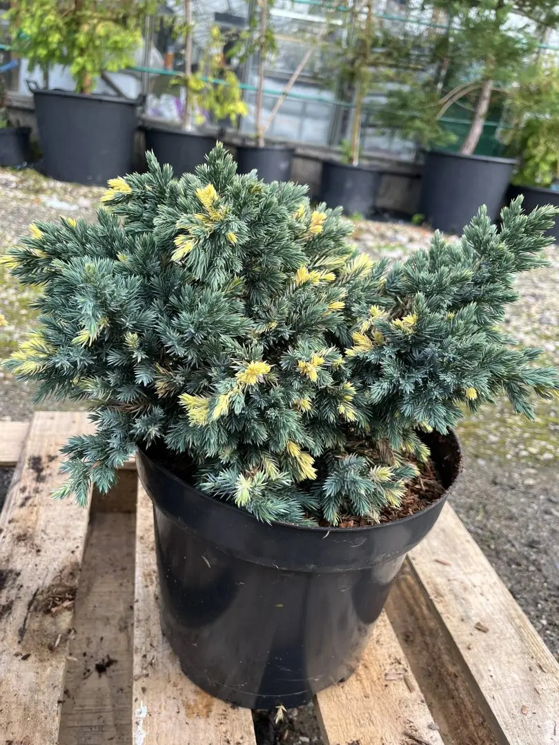 Flaky Juniper 'Floreant' 20/40cm (7L) - Image 7