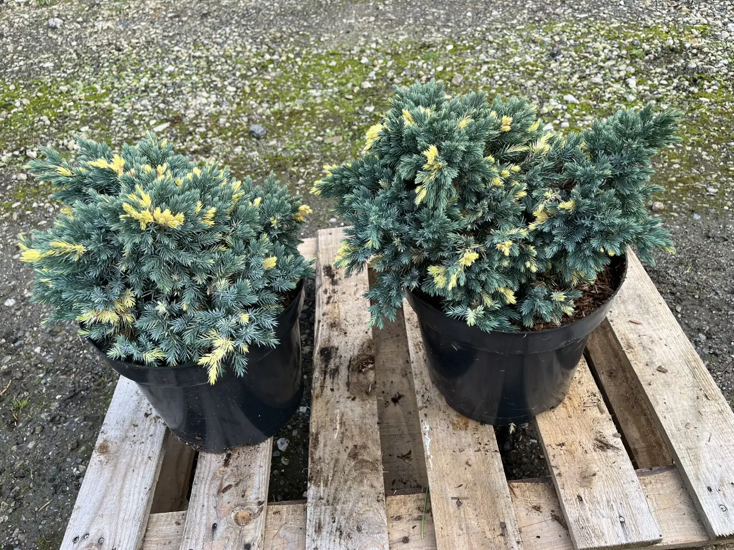 Flaky Juniper 'Floreant' 20/40cm (7L) - Image 4