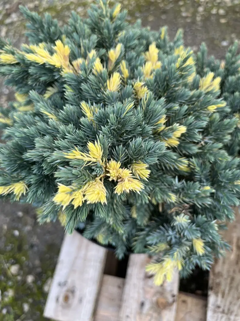 Flaky Juniper 'Floreant' 20/40cm (7L) - Image 5