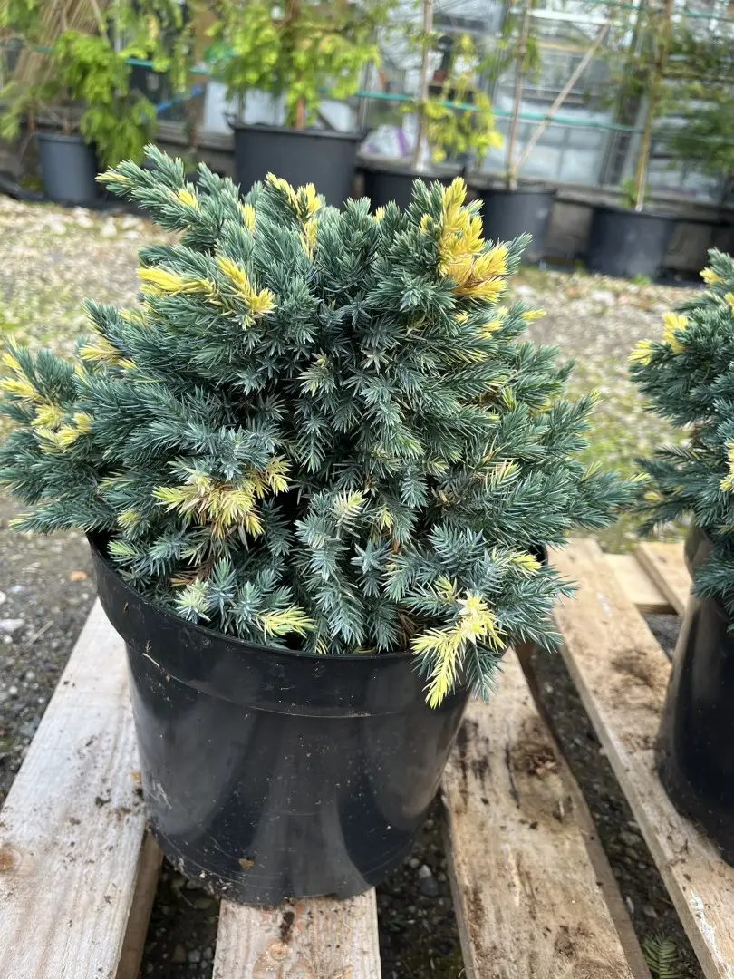 Flaky Juniper 'Floreant' 20/40cm (7L) - Image 6