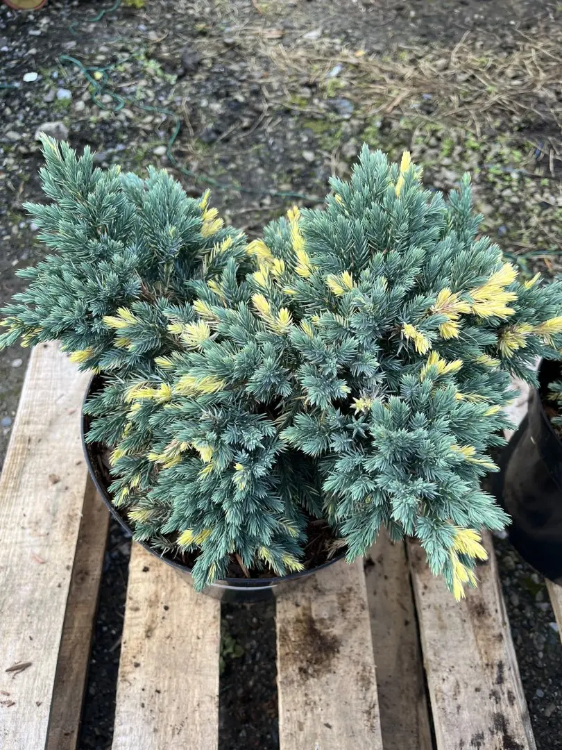 Flaky Juniper 'Floreant' 20/40cm (7L)