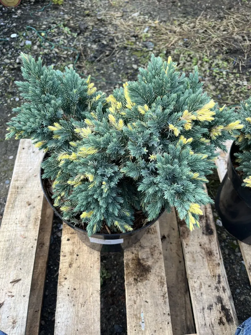 Flaky Juniper 'Floreant' 20/40cm (7L) - Image 2
