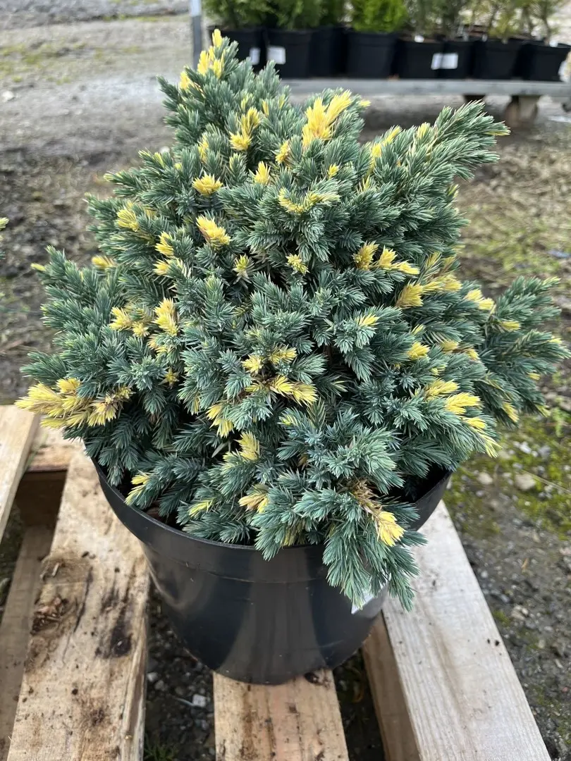 Flaky Juniper 'Floreant' 20/40cm (7L) - Image 3