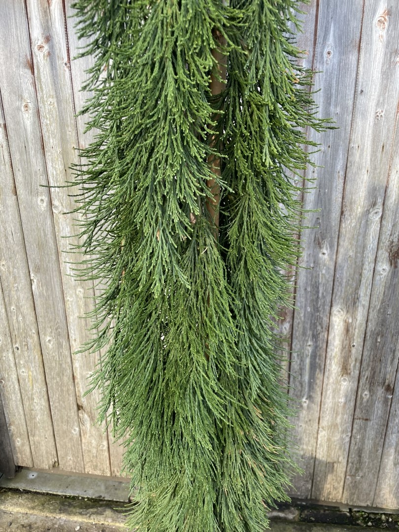 Sequoiadendron giganteum - Giant Redwood 'Pendulum' 200/250cm (45L)