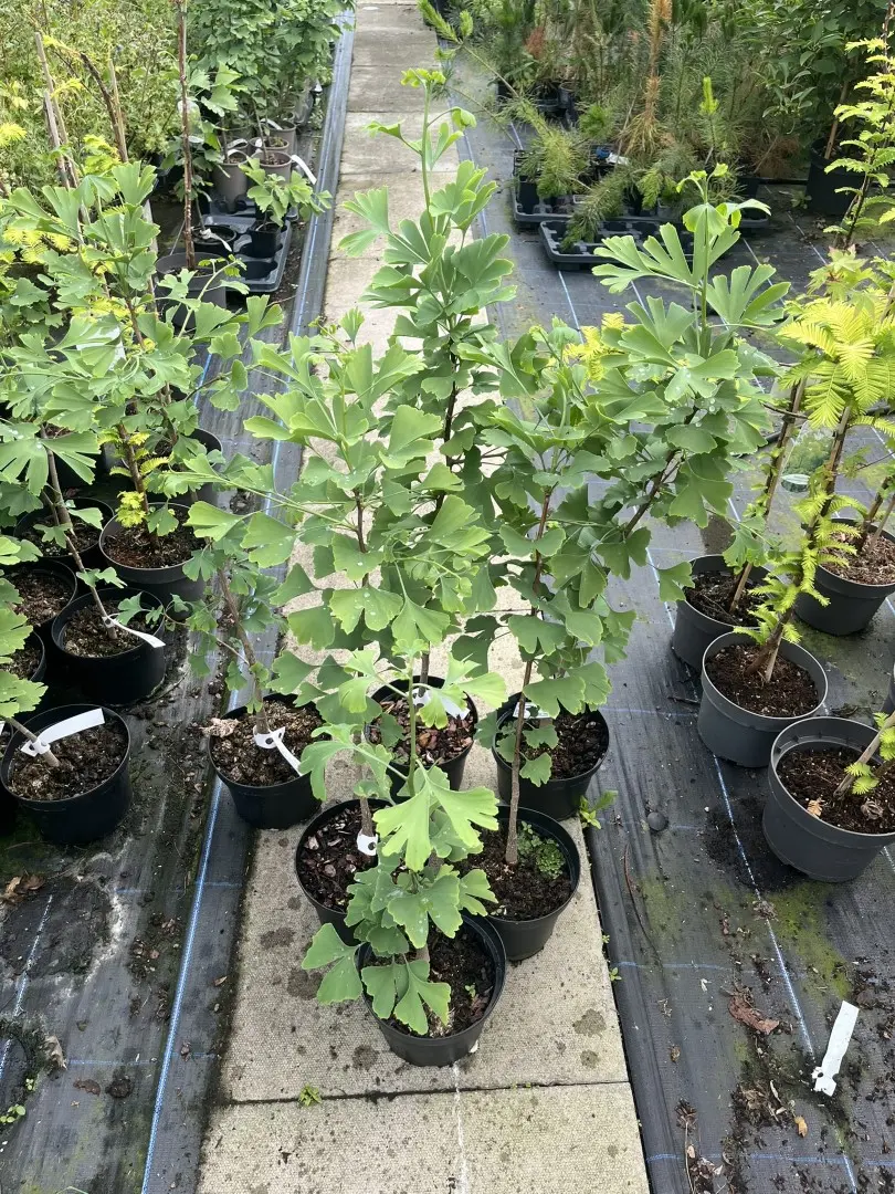 Ginkgo biloba - Maidenhair Trees