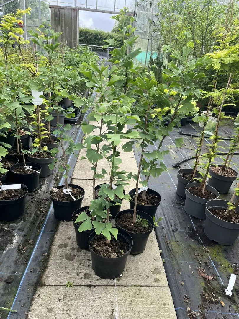Ginkgo biloba - Maidenhair Trees