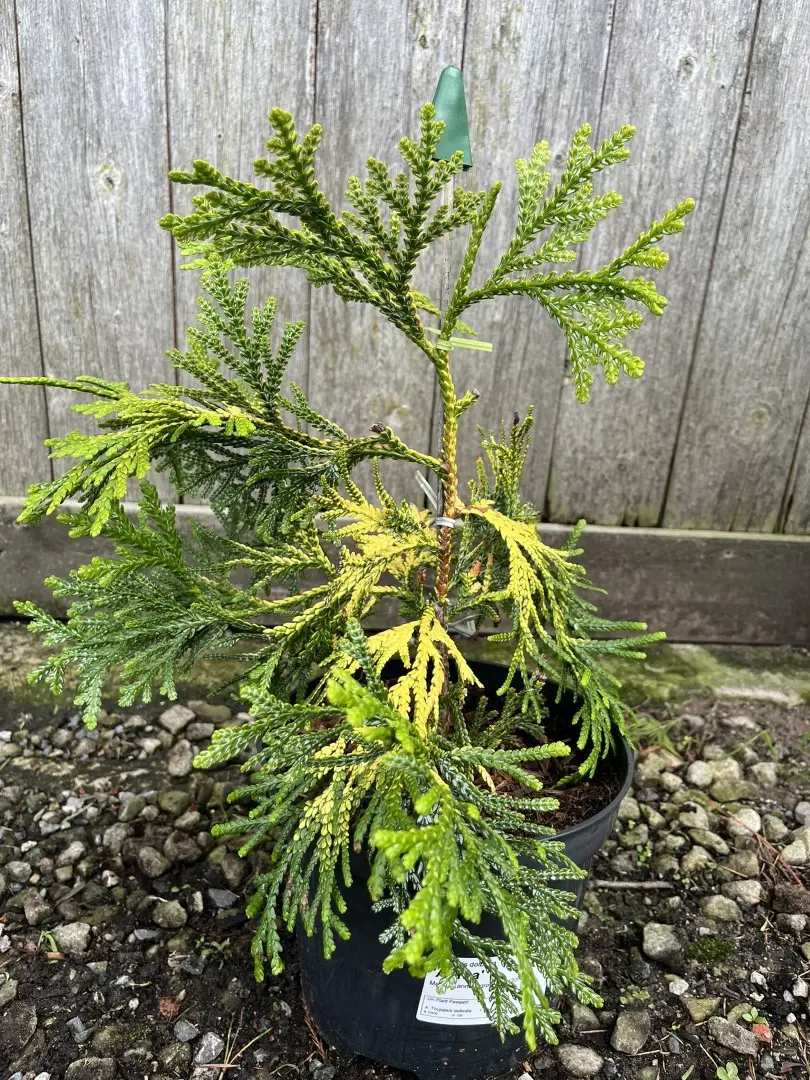 Hibi Arborvitae 'Aurea' 20/40cm (3L)