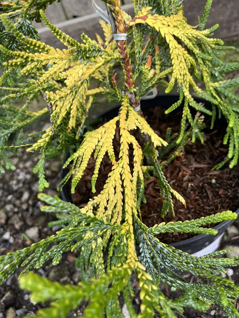 Hibi Arborvitae 'Aurea' 20/40cm (3L) - Image 4