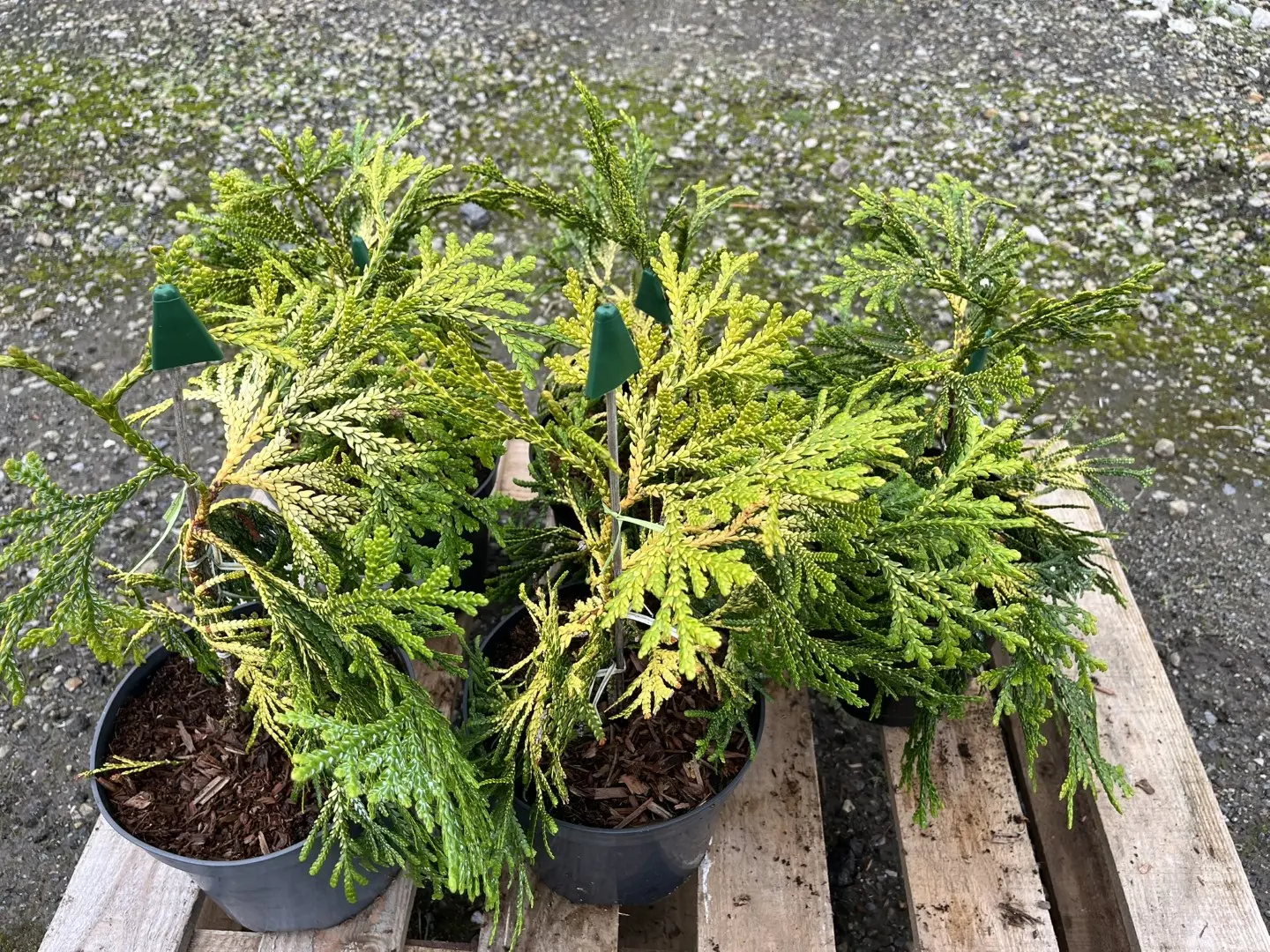 Hibi Arborvitae 'Aurea' 20/40cm (3L) - Image 3