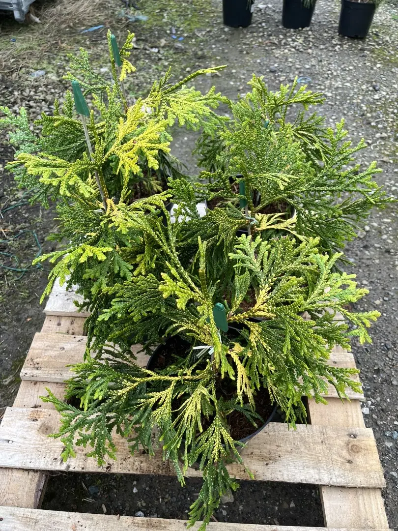 Hibi Arborvitae 'Aurea' 20/40cm (3L) - Image 2