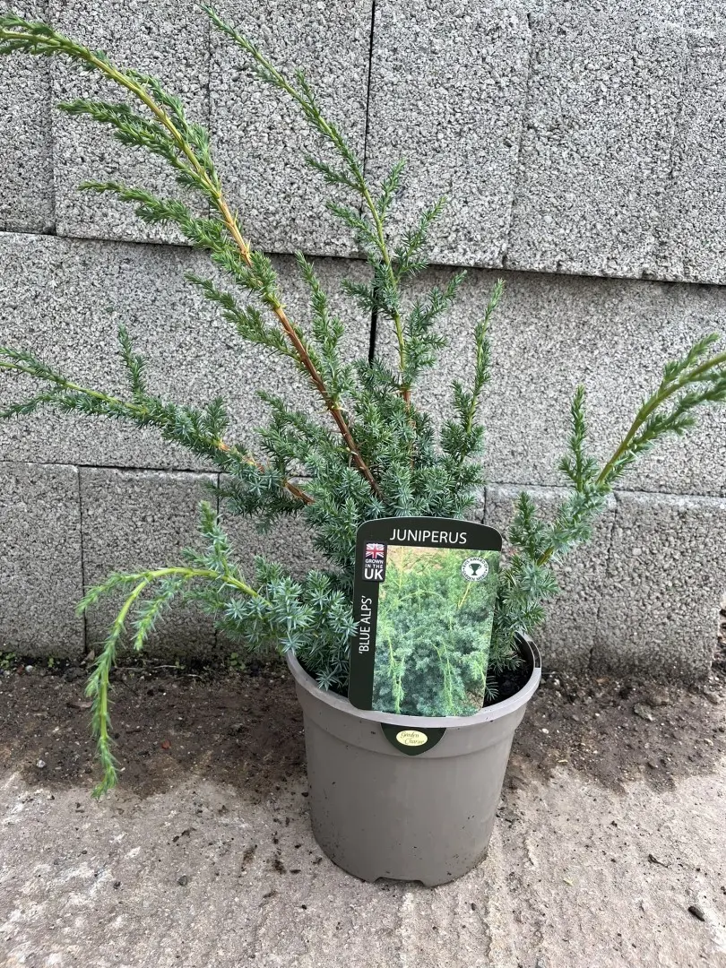 Chinese Juniper 'Blue Alps' 40/60cm (3L) - Image 4