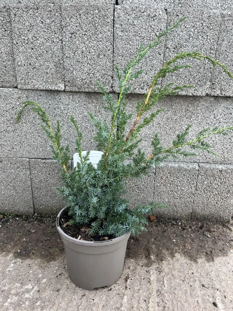 Chinese Juniper 'Blue Alps' 40/60cm (3L) - Image 3