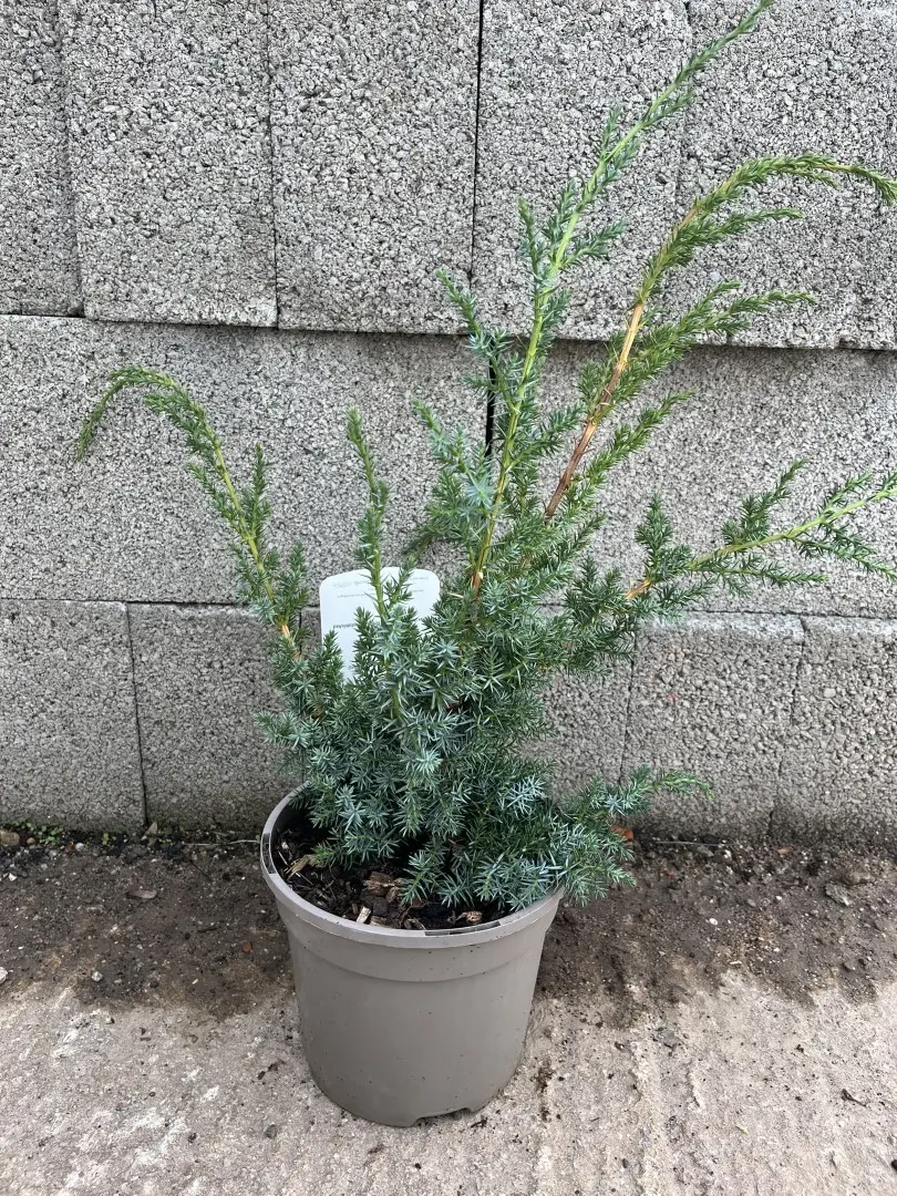 Chinese Juniper 'Blue Alps' 40/60cm (3L)