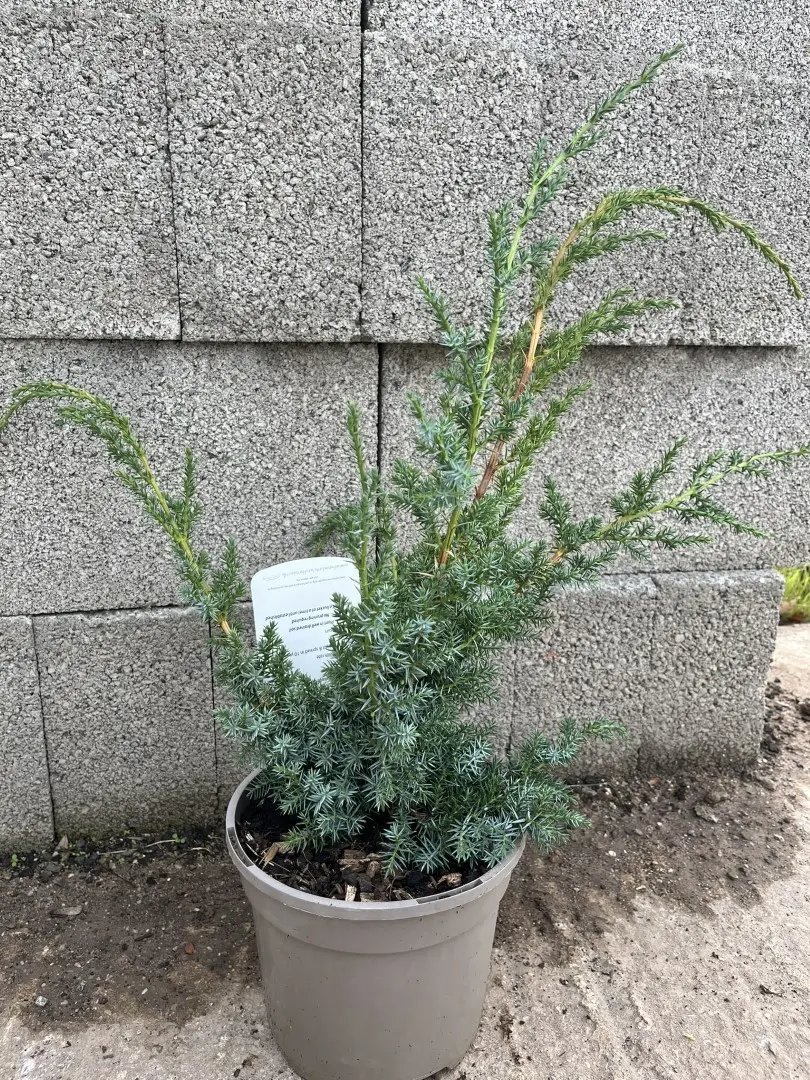Chinese Juniper 'Blue Alps' 40/60cm (3L) - Image 2