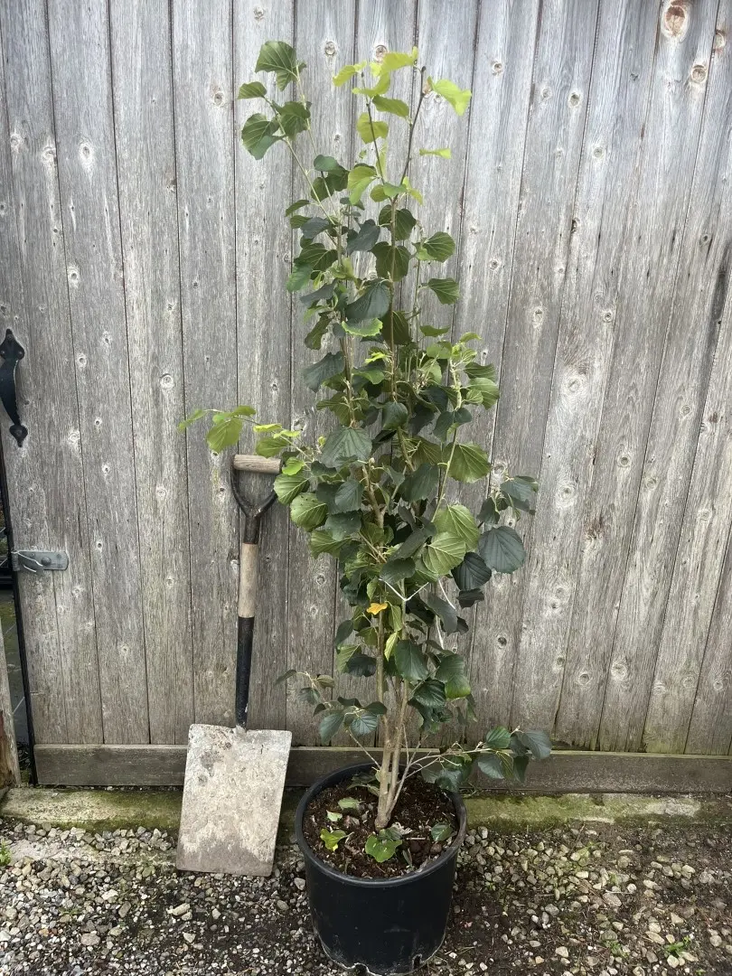 Jacquemont’s parrotiopsis 150/175cm (20L)