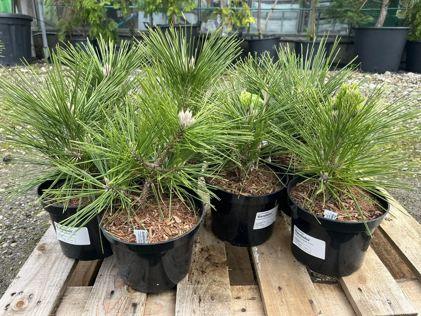 Japanese Black Pine 'Banshosho' 10/20cm (2L) - Image 3