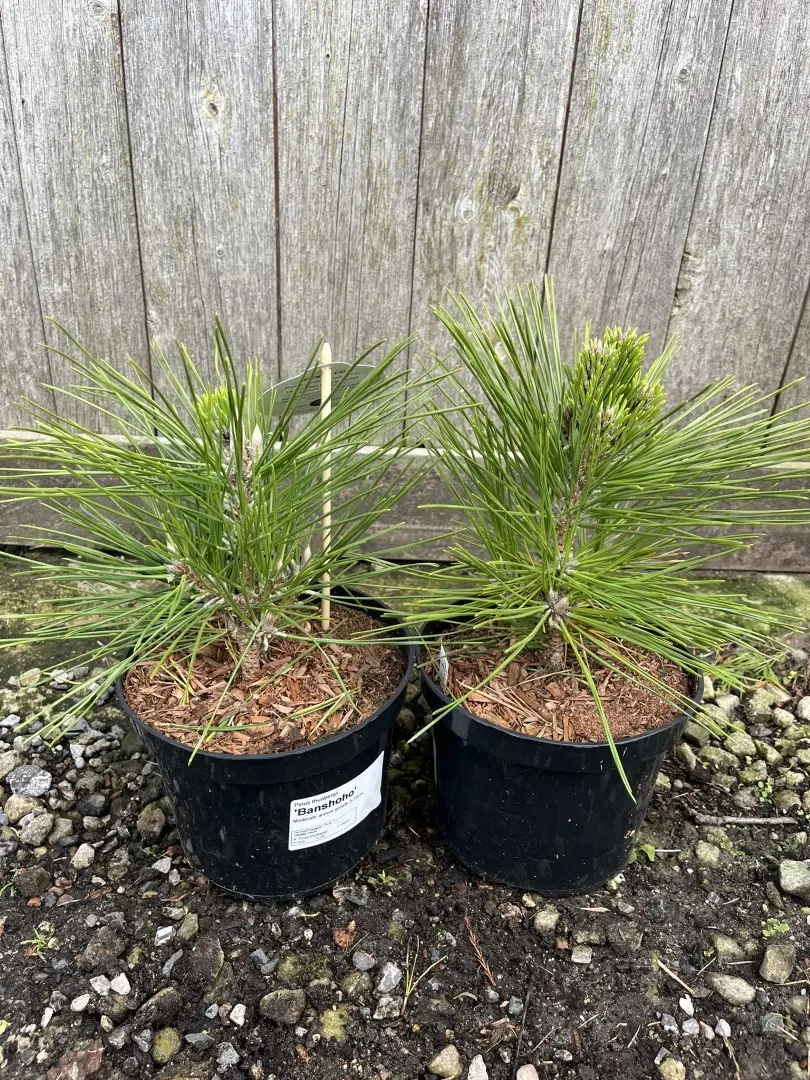 Japanese Black Pine 'Banshosho' 10/20cm (2L) - Image 6