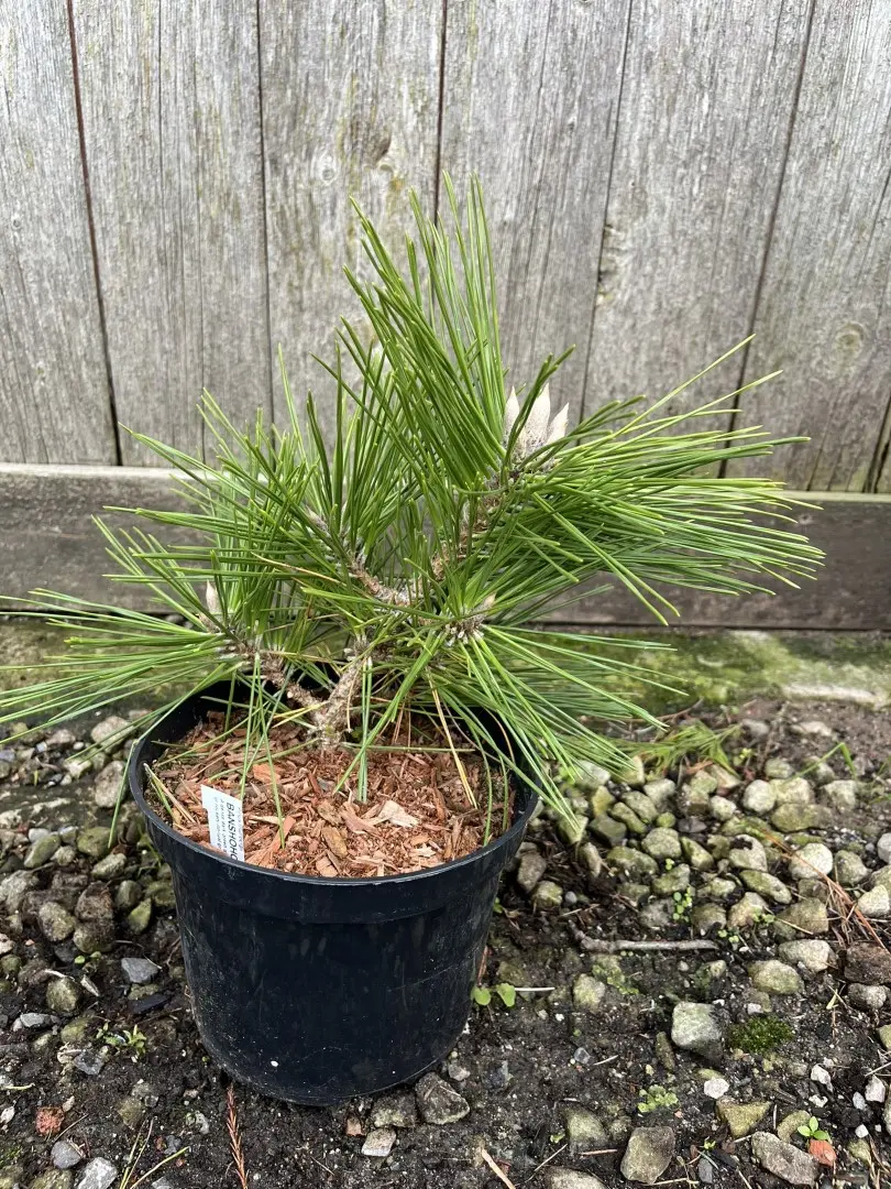 Japanese Black Pine 'Banshosho' 10/20cm (2L) - Image 5