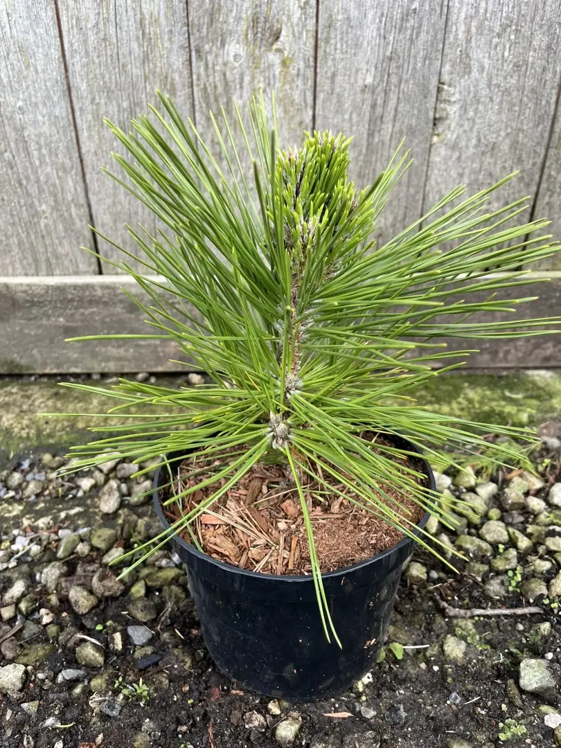 Japanese Black Pine 'Banshosho' 10/20cm (2L) - Image 7