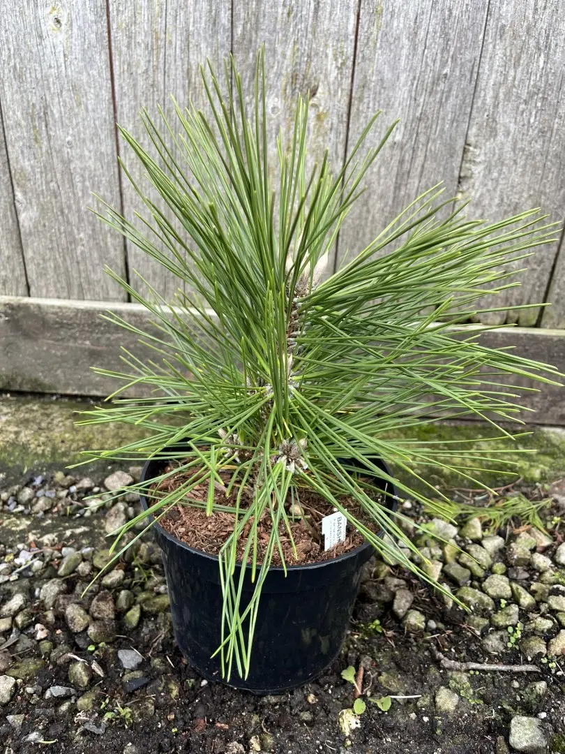 Japanese Black Pine 'Banshosho' 10/20cm (2L) - Image 4