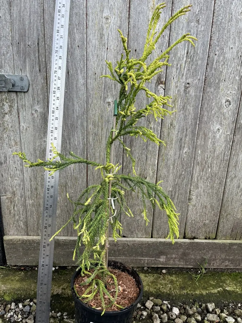 Japanese Cedar 'Kyara Gold' 80/100cm (5L) - Image 3