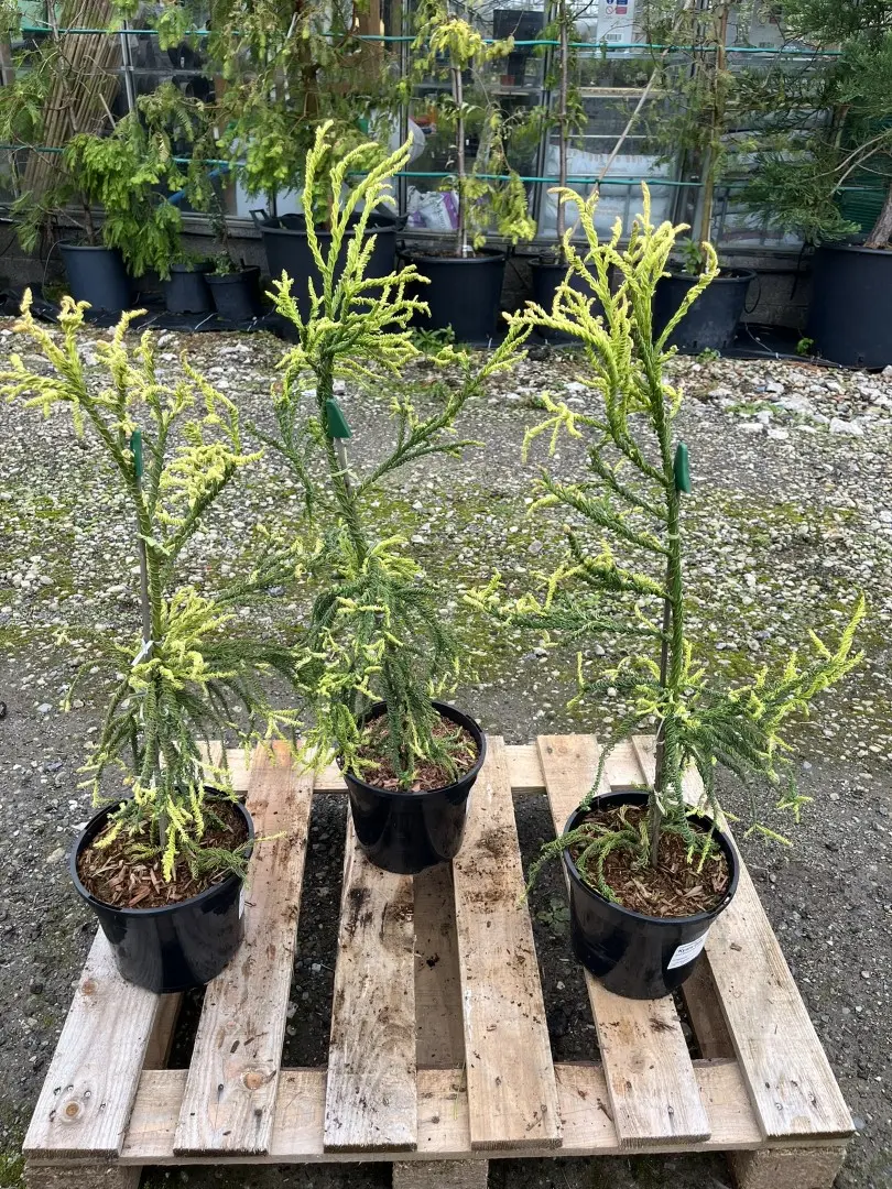 Japanese Red Cedar 'Kyara Gold' 80/100cm (3L) - Image 10