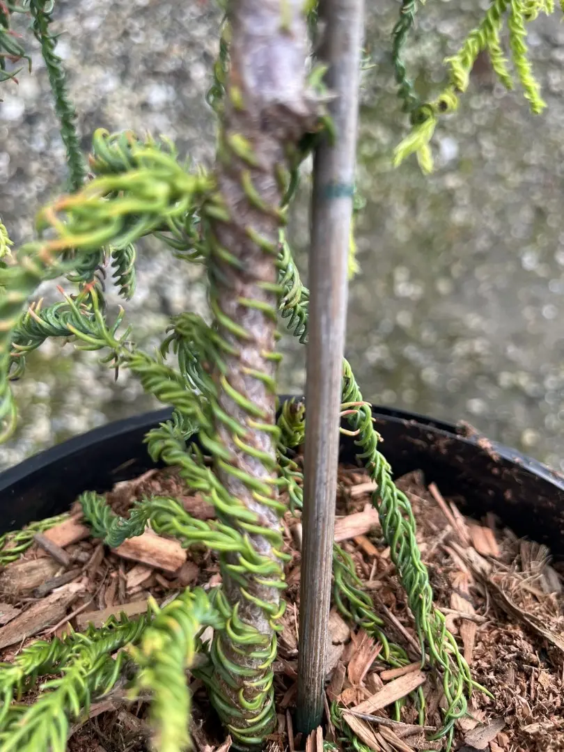 Japanese Cedar 'Kyara Gold' 80/100cm (5L) - Image 8
