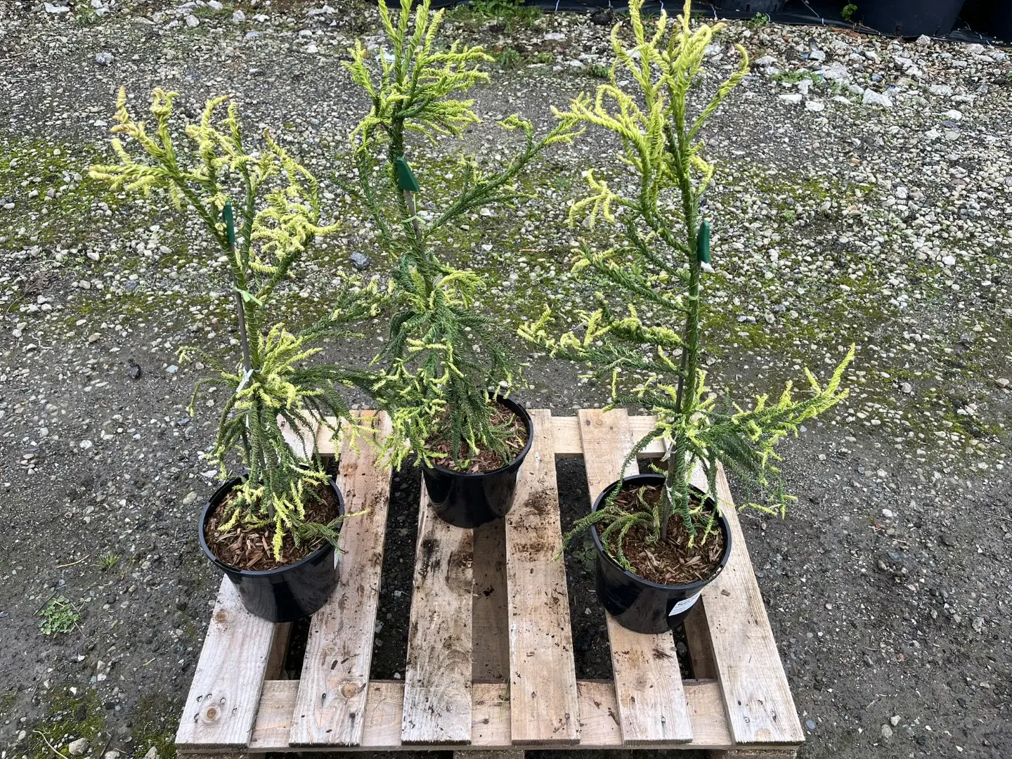 Japanese Red Cedar 'Kyara Gold' 80/100cm (3L) - Image 9