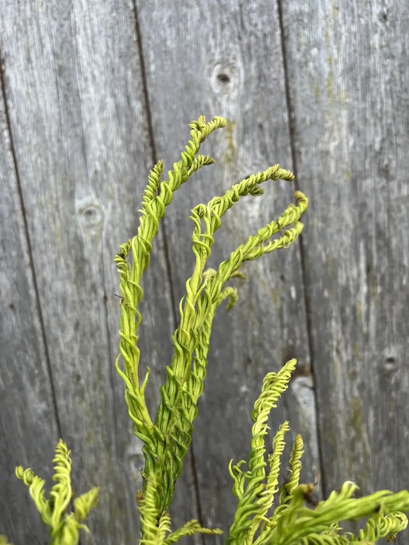 Japanese Cedar 'Kyara Gold' 80/100cm (5L) - Image 5