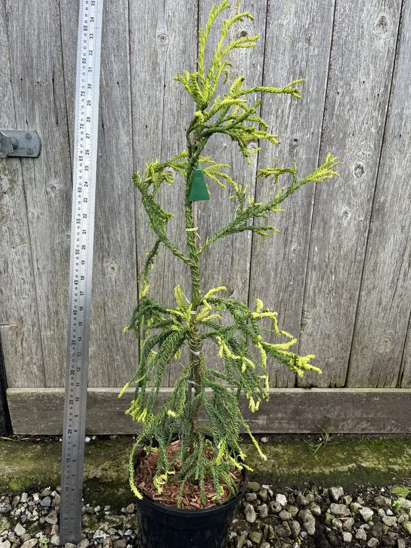 Japanese Cedar 'Kyara Gold' 80/100cm (5L) - Image 4