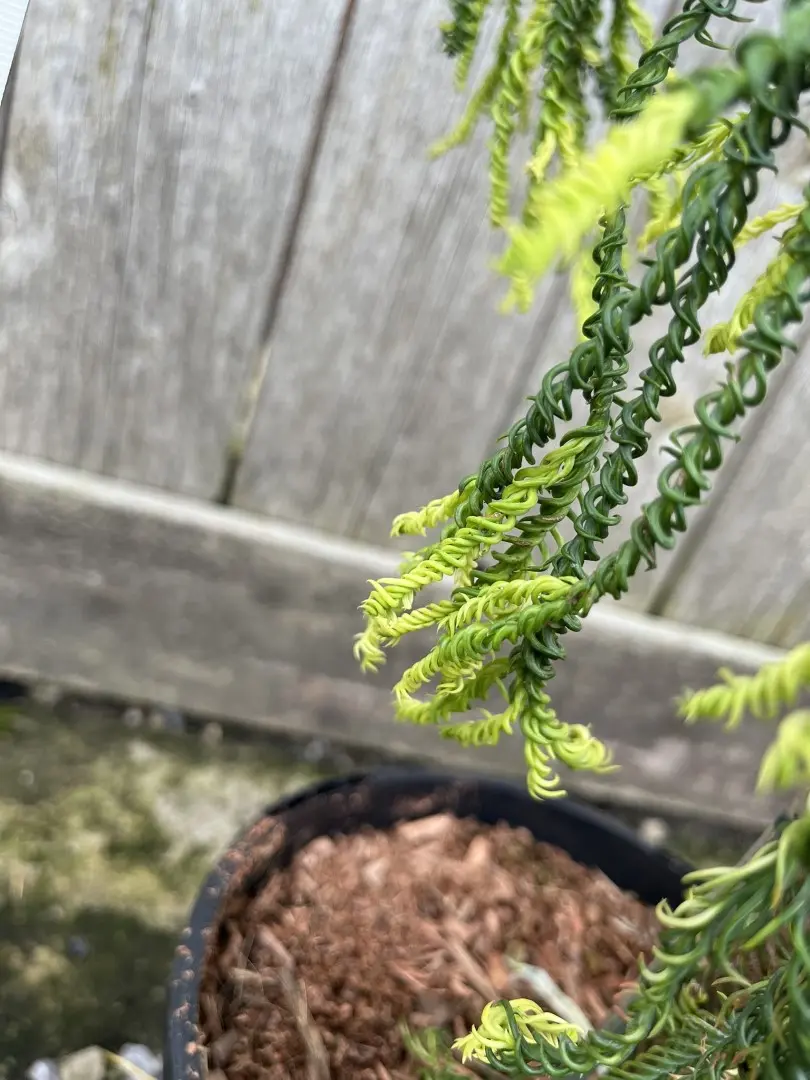Japanese Cedar 'Kyara Gold' 80/100cm (5L) - Image 7