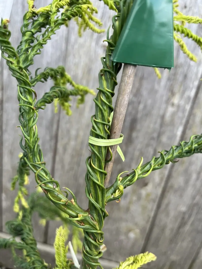 Japanese Cedar 'Kyara Gold' 80/100cm (5L) - Image 6