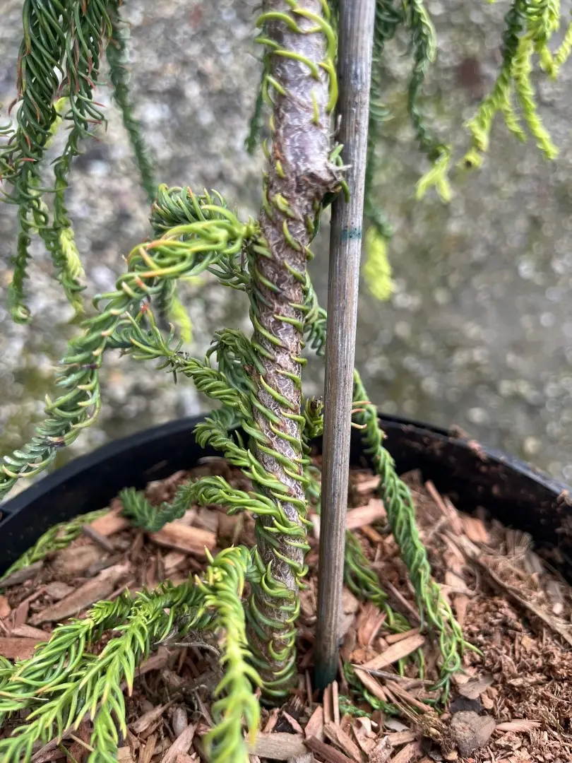 Japanese Cedar 'Kyara Gold' 80/100cm (5L) - Image 2