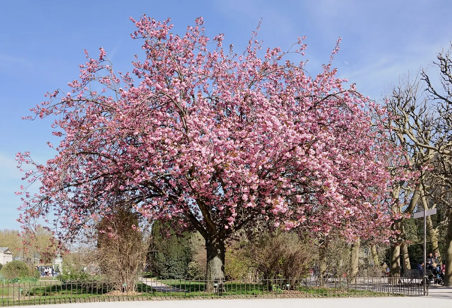 Japanese Cherry Blossom Tree - Prunus serrulata